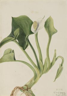 Wild Calla (Calla palustris), 1919. Creator: Mary Vaux Walcott