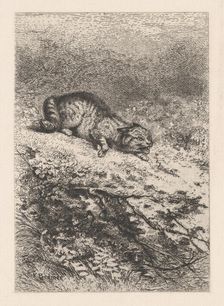 Wild Cat, ca. 1860. Creator: Karl Bodmer