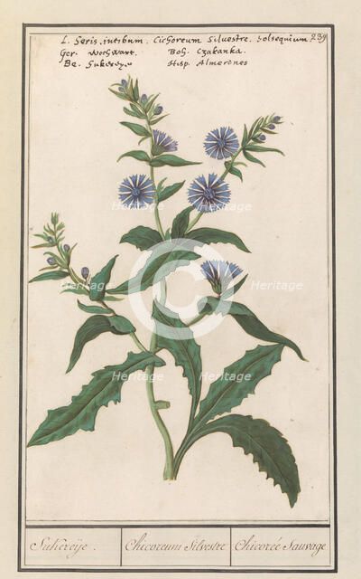 Wild chicory (Cichorium intybus), 1596-1610. Creators: Anselmus de Boodt, Elias Verhulst.