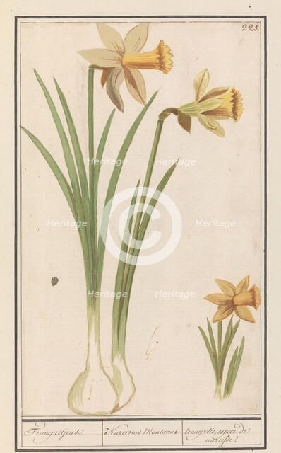 Wild daffodil (Narcissus pseudonarcissus), 1596-1610. Creators: Anselmus de Boodt, Elias Verhulst.
