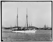 Wild Duck, between 1891 and 1899. Creator: Unknown