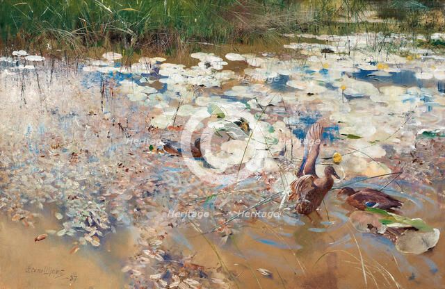 Wild Ducks, 1887. Creator: Liljefors, Bruno Andreas (1860-1939).