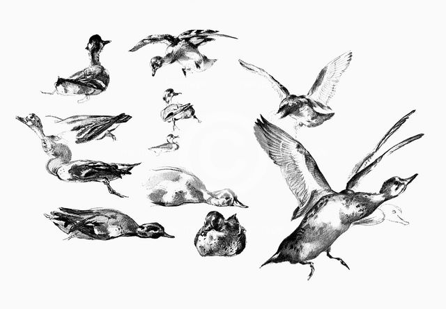 'Wild Ducks', 1901. Artist: Unknown