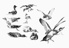 Wild Ducks 1901