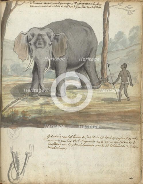 Wild elephant bound between trees, 1785. Creator: Jan Brandes.