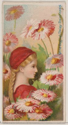 Wild English Daisy: Daintiness, from the series Floral Beauties and Language of Flowers (N..., 1892. Creator: Donaldson Brothers