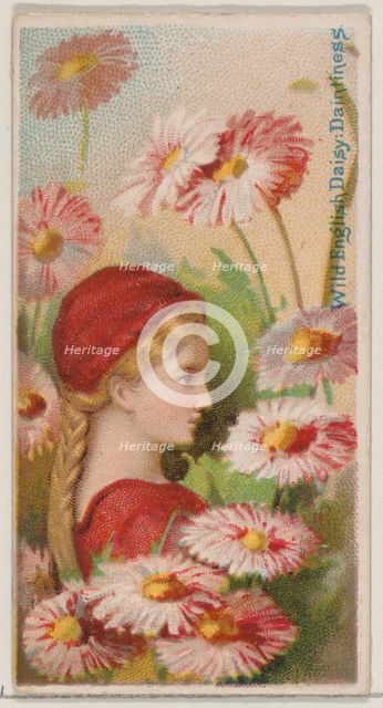 Wild English Daisy: Daintiness, from the series Floral Beauties and Language of Flowers (N..., 1892. Creator: Donaldson Brothers.