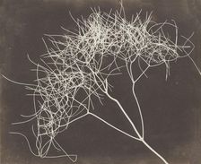 [Wild Fennel], 1841-42. Creator: William Henry Fox Talbot