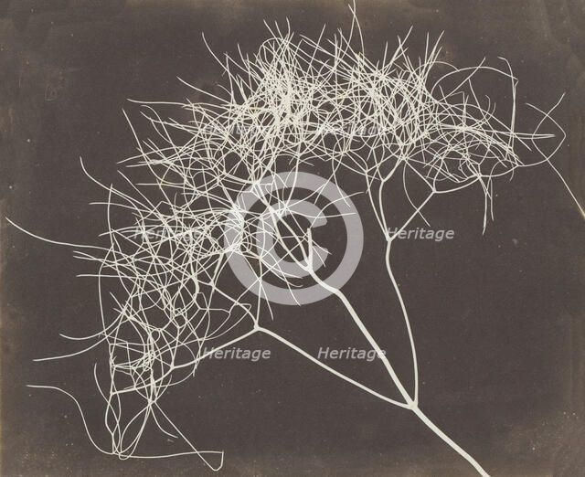 [Wild Fennel], 1841-42. Creator: William Henry Fox Talbot.