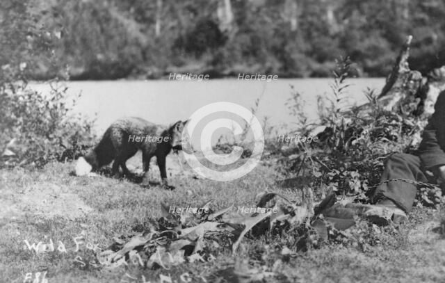 Wild fox, between c1900 and c1930. Creator: Unknown.