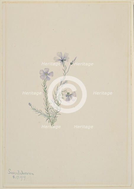 Wild Flax (Linum lewisii), 1919. Creator: Mary Vaux Walcott.