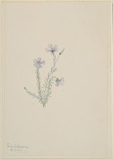 Wild Flax (Linum lewisii), 1919. Creator: Mary Vaux Walcott