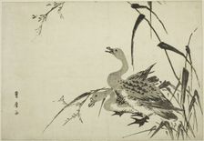 Wild Geese and Reeds, c. 1810. Creator: Utagawa Toyohiro