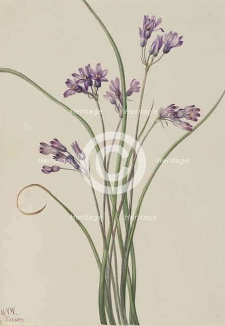 Wild Hyacinth (Brodiaea pulchella), 1927. Creator: Mary Vaux Walcott.