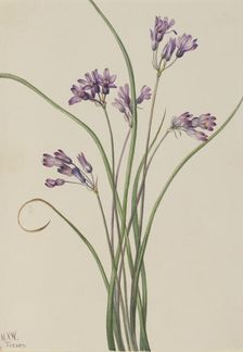 Wild Hyacinth (Brodiaea pulchella), 1927. Creator: Mary Vaux Walcott