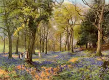 Wild Hyacinths in a Surrey Copse 1906