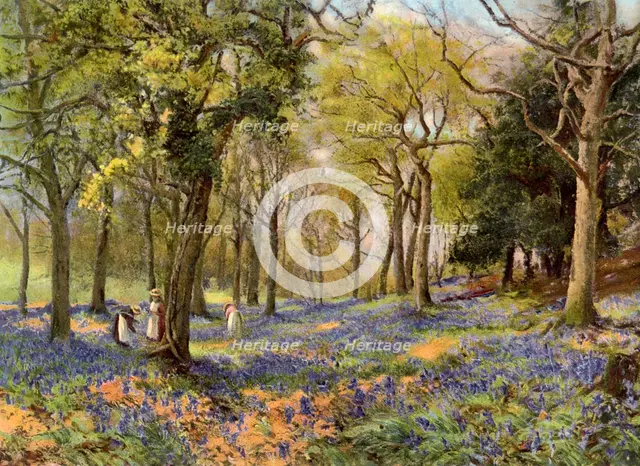 'Wild Hyacinths in a Surrey Copse', 1906. Artist: Unknown