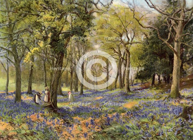 'Wild Hyacinths in a Surrey Copse', 1906. Artist: Unknown
