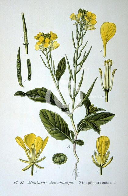 Wild mustard, 1893. Artist: Unknown