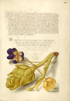Wild Pansy and Artichoke; Mira calligraphiae monumenta, 1561-1562; illumination added 1591-1596. Creator: Joris Hoefnagel