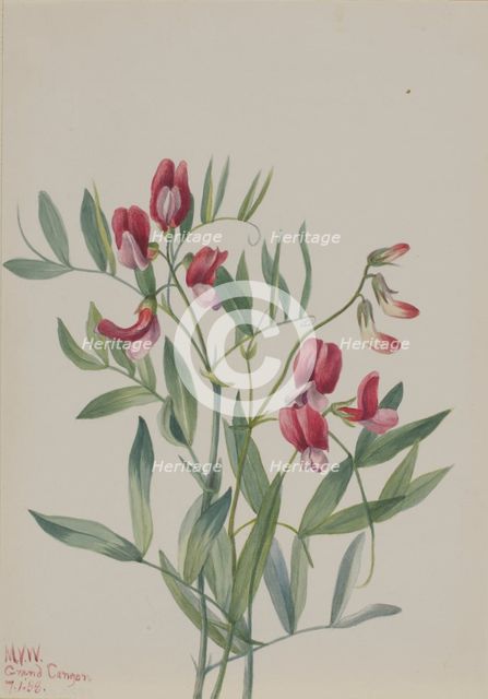 Wild Pea (Lathyrus decaphyllus), 1938. Creator: Mary Vaux Walcott.