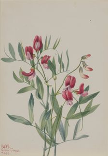 Wild Pea (Lathyrus decaphyllus), 1938. Creator: Mary Vaux Walcott