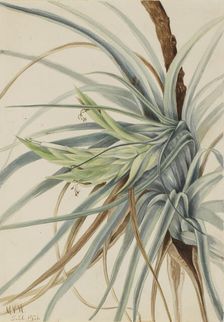 Wild Pineapple (Tillandsia fasciculata), 1921. Creator: Mary Vaux Walcott