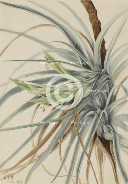 Wild Pineapple (Tillandsia fasciculata), 1921. Creator: Mary Vaux Walcott.