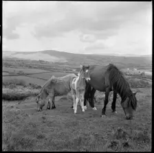 Wild ponies grazing, Cornwall, 1967-1970. Creator: Eileen Deste