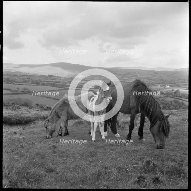 Wild ponies grazing, Cornwall, 1967-1970. Creator: Eileen Deste.