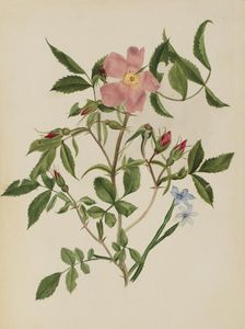 Wild Rose and Blue-eyed Grass (Rosa species and Sisyrinchium species), n.d. Creator: Mary Vaux Walcott