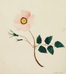 Wild Rose. Creator: Mary Altha Nims (American, 1817-1907)