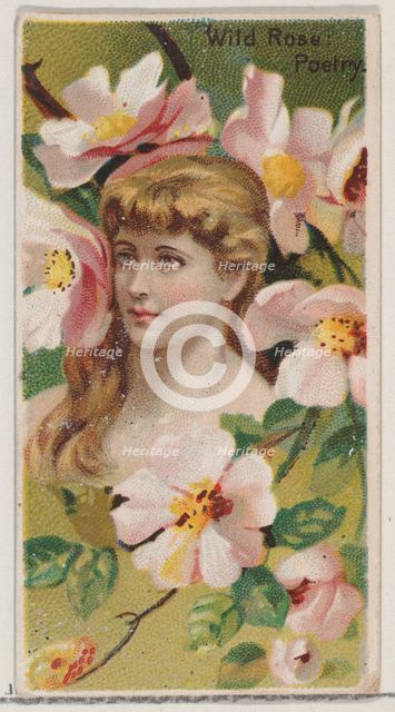 Wild Rose: Poetry, from the series Floral Beauties and Language of Flowers (N75) for Duke ..., 1892. Creator: Donaldson Brothers.