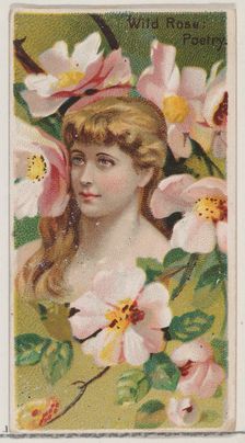 Wild Rose: Poetry, from the series Floral Beauties and Language of Flowers (N75) for Duke ..., 1892. Creator: Donaldson Brothers