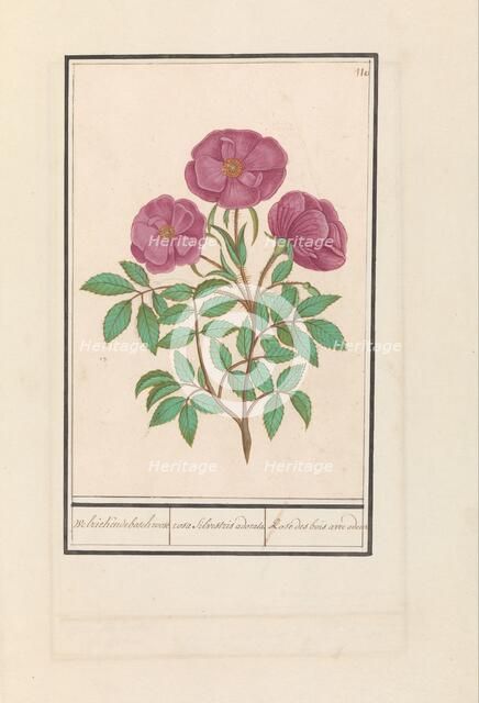 Wild Rose (Rosa), 1596-1610. Creators: Anselmus de Boodt, Elias Verhulst.