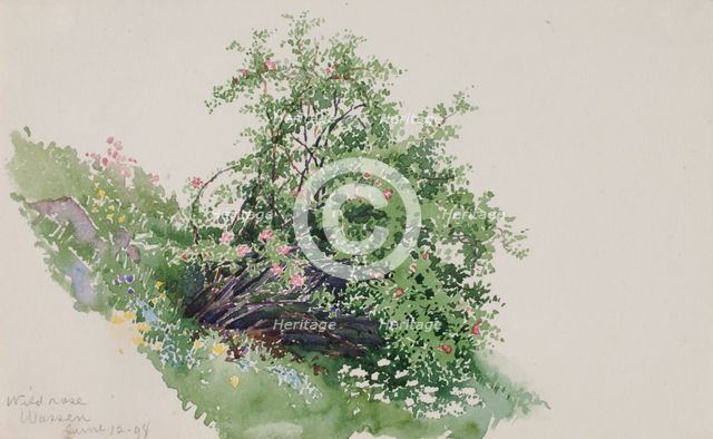 Wild Rose, Wassen, 1898. Creator: George Elbert Burr.