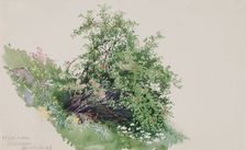 Wild Rose, Wassen, 1898. Creator: George Elbert Burr