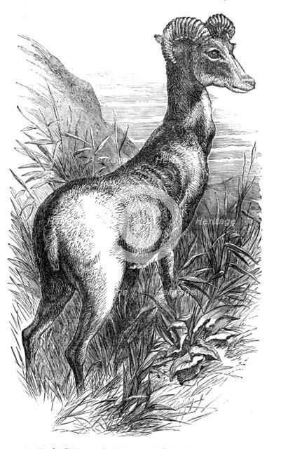 Wild Sheep of the Punjab, in the Gardens of the Zoologicial Society, Regent's-Park, 1854. Creator: Unknown.