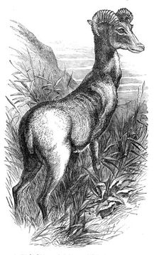 Wild Sheep of the Punjab, in the Gardens of the Zoologicial Society, Regent's-Park, 1854. Creator: Unknown