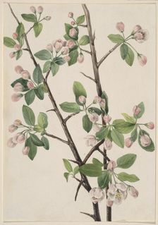 Wild Sweet Crab (Malus coronaria), 1920. Creator: Mary Vaux Walcott