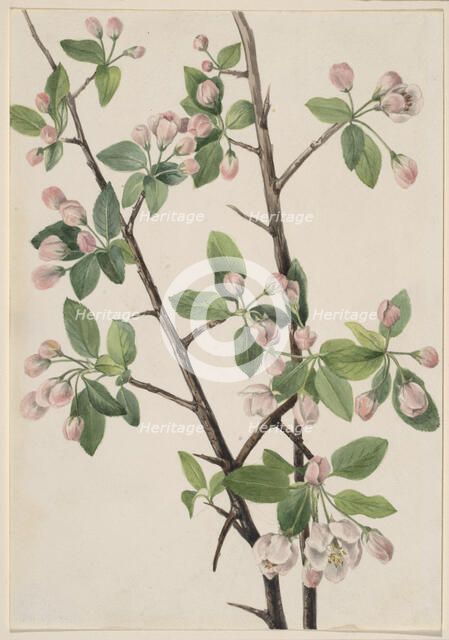 Wild Sweet Crab (Malus coronaria), 1920. Creator: Mary Vaux Walcott.