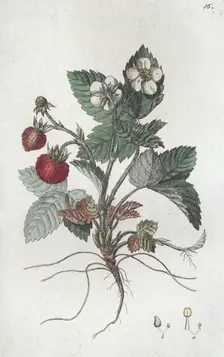 Wild Strawberry (Fragaria vesca), 1804-1811. Creator: Johan Wilhelm Palmstruch