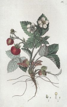 Wild Strawberry (Fragaria vesca), 1804-1811. Creator: Johan Wilhelm Palmstruch