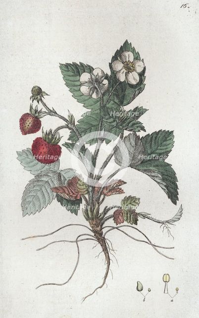 Wild Strawberry (Fragaria vesca), 1804-1811. Creator: Johan Wilhelm Palmstruch.