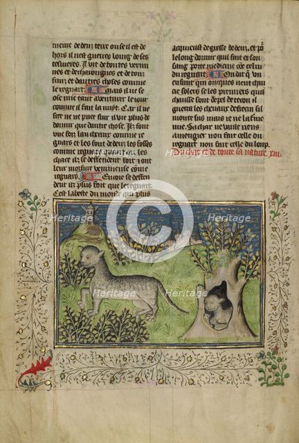 Wildcats; Livre de la Chasse, about 1430-1440. Creator: Unknown.