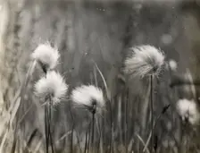 Wildflowers, between 1915 and 1935. Creator: Frances Benjamin Johnston