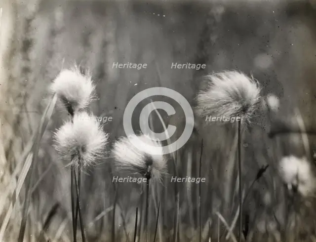 Wildflowers, between 1915 and 1935. Creator: Frances Benjamin Johnston.