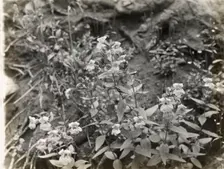 Wildflowers in bloom, between 1915 and 1935. Creator: Frances Benjamin Johnston