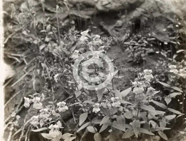 Wildflowers in bloom, between 1915 and 1935. Creator: Frances Benjamin Johnston.