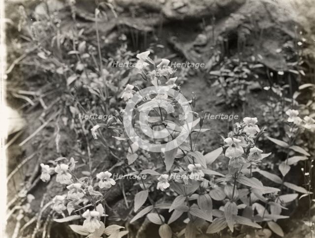 Wildflowers in bloom, between 1915 and 1935. Creator: Frances Benjamin Johnston.